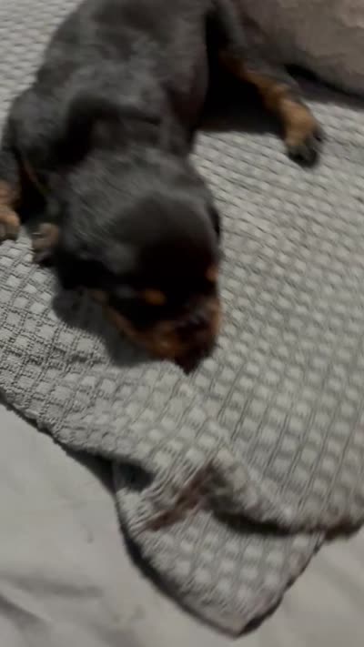 Brown, a male Rottweiler for sale in Rockford, IL – 3 of 3