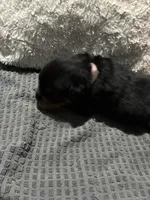 Pink, a female Rottweiler for sale in Rockford, IL – 3 of 4