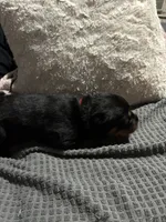 Red, a male Rottweiler for sale in Rockford, IL – 5 of 6