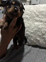 Yellow, a female Rottweiler for sale in Rockford, IL – 2 of 4
