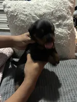 Green, a male Rottweiler for sale in Rockford, IL – 3 of 5