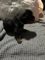 Green, a male Rottweiler for sale in Rockford, IL – 4 of 5