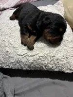 Baby blue, a male Rottweiler for sale in Rockford, IL – 4 of 6