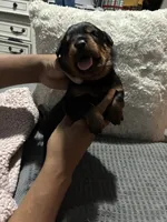 Green, a male Rottweiler for sale in Rockford, IL – 2 of 5