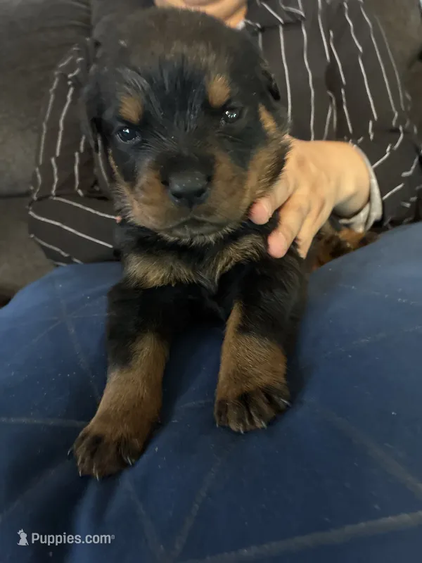 Black – Rottweiler puppy for sale in Rockford, IL