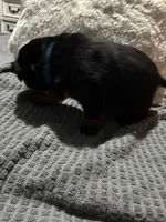 Blue, a male Rottweiler for sale in Rockford, IL – 2 of 4