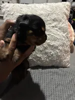 Yellow, a female Rottweiler for sale in Rockford, IL – 3 of 4