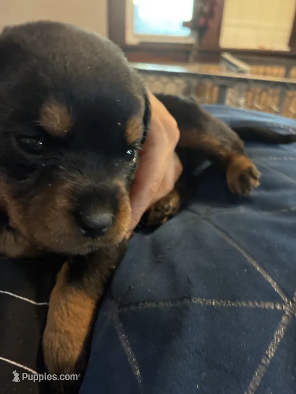 Purple – Rottweiler puppy for sale in Rockford, IL