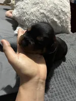 Purple, a female Rottweiler for sale in Rockford, IL – 4 of 6
