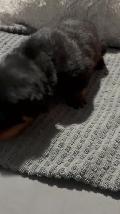 Black, a male Rottweiler for sale in Rockford, IL – 3 of 3
