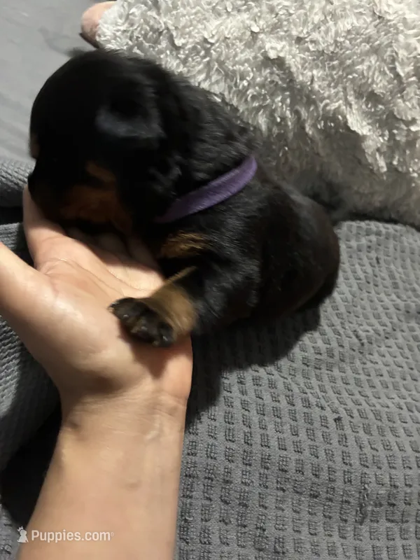 Purple – Rottweiler puppy for sale in Rockford, IL