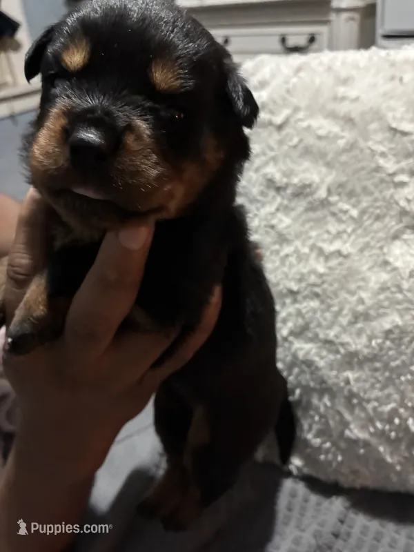 Yellow – Rottweiler puppy for sale in Rockford, IL