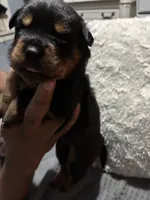 Yellow, a female Rottweiler for sale in Rockford, IL – 1 of 4