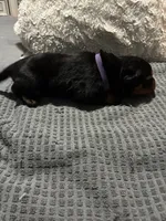 Purple, a female Rottweiler for sale in Rockford, IL – 5 of 6