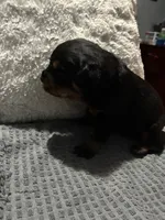 Blue, a male Rottweiler for sale in Rockford, IL – 3 of 4