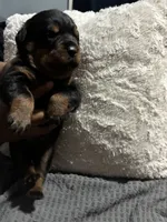 Red, a male Rottweiler for sale in Rockford, IL – 6 of 6