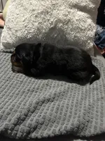 Black, a male Rottweiler for sale in Rockford, IL – 2 of 3