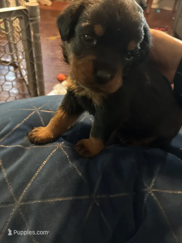 Brown – Rottweiler puppy for sale in Rockford, IL