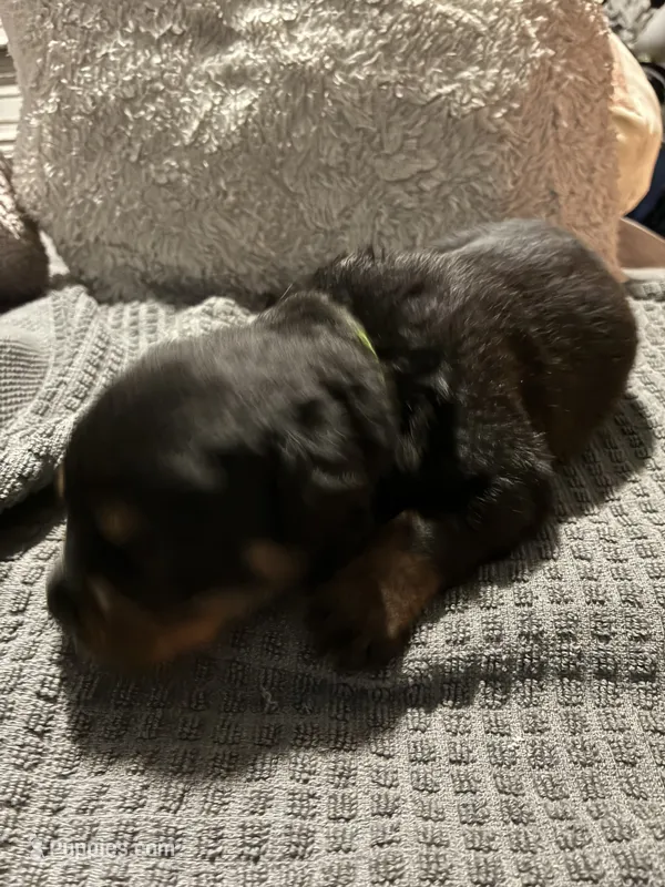 Green – Rottweiler puppy for sale in Rockford, IL