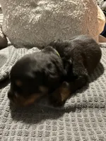 Green, a male Rottweiler for sale in Rockford, IL – 1 of 5