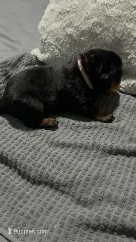 Pink – Rottweiler puppy for sale in Rockford, IL