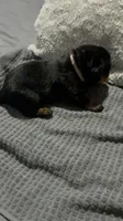 Pink, a female Rottweiler for sale in Rockford, IL – 1 of 4