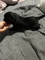 Pink, a female Rottweiler for sale in Rockford, IL – 2 of 4