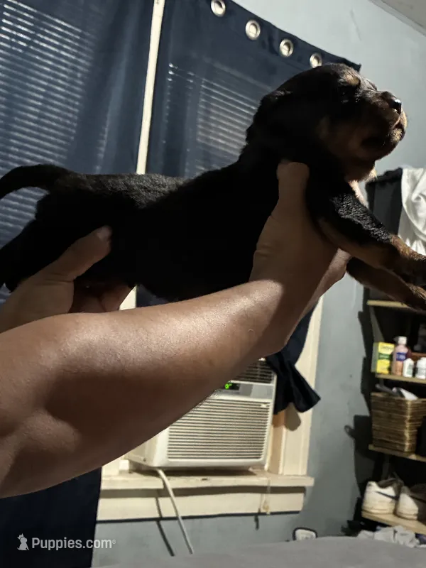 Red – Rottweiler puppy for sale in Rockford, IL