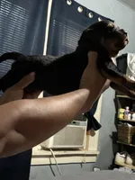 Red, a male Rottweiler for sale in Rockford, IL – 1 of 6