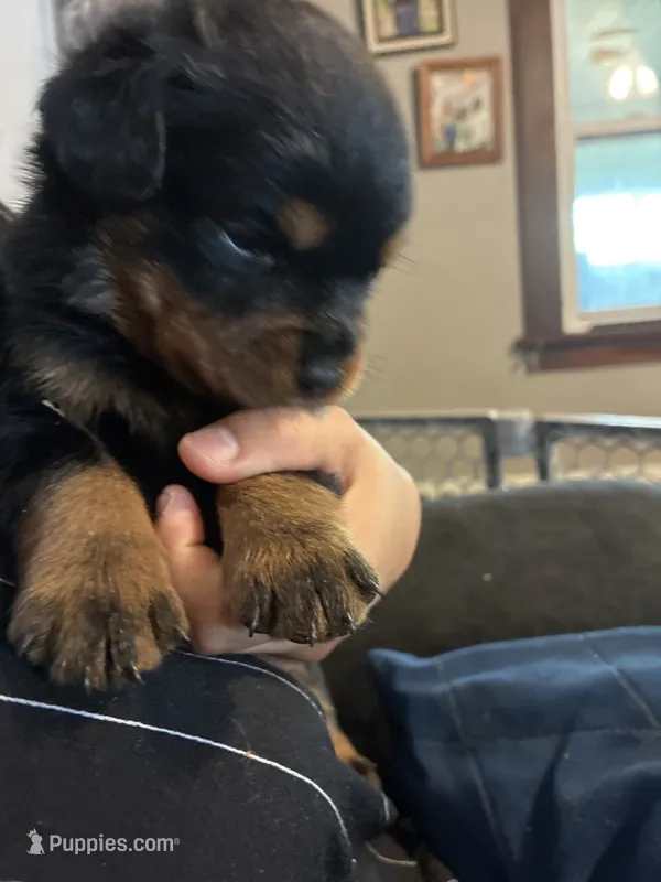 Green – Rottweiler puppy for sale in Rockford, IL