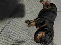 Baby blue, a male Rottweiler for sale in Rockford, IL – 6 of 6