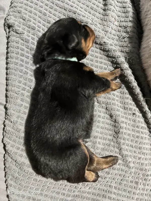 Baby blue – Rottweiler puppy for sale in Rockford, IL