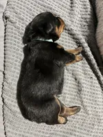 Baby blue, a male Rottweiler for sale in Rockford, IL – 1 of 6