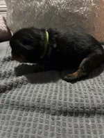 Green, a male Rottweiler for sale in Rockford, IL – 5 of 5