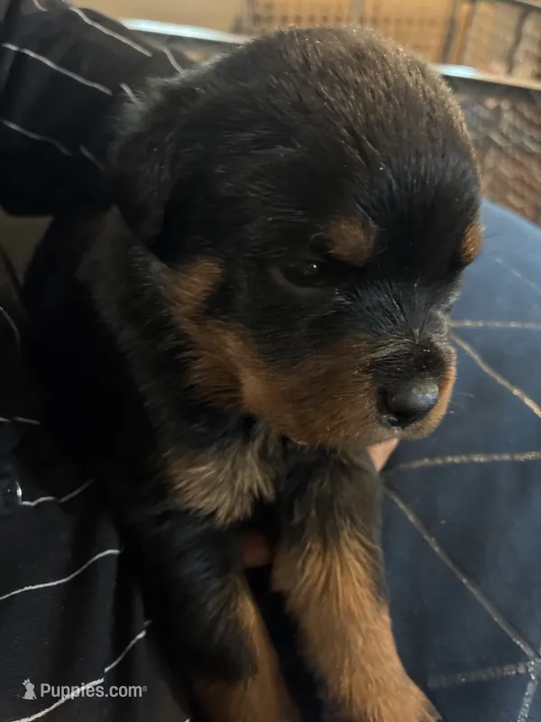 Baby blue – Rottweiler puppy for sale in Rockford, IL