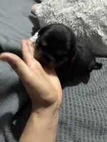 Purple, a female Rottweiler for sale in Rockford, IL – 3 of 6