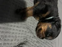 Baby blue, a male Rottweiler for sale in Rockford, IL – 2 of 6