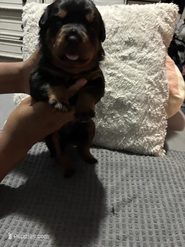 Orange – Rottweiler puppy for sale in Rockford, IL