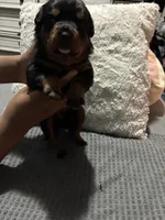 Orange, a female Rottweiler for sale in Rockford, IL – 1 of 3