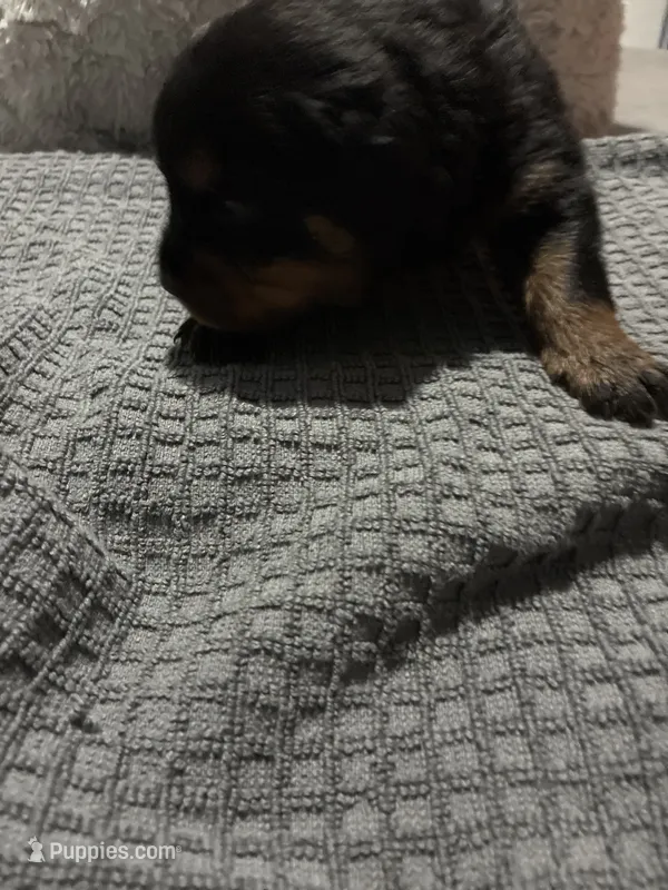 Grey – Rottweiler puppy for sale in Rockford, IL