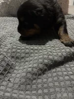 Grey, a male Rottweiler for sale in Rockford, IL – 1 of 4