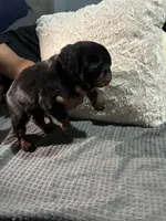 Red, a male Rottweiler for sale in Rockford, IL – 2 of 6
