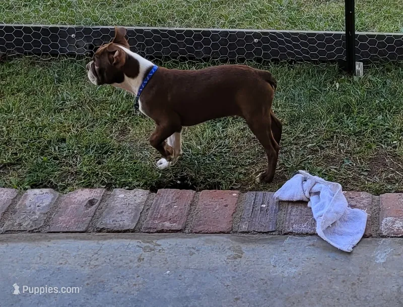 Rebbel – Boston Terrier puppy for sale in La Habra, CA
