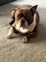 Rebbel, a male Boston Terrier for sale in La Habra, CA – 5 of 8