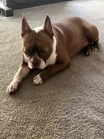 Rebbel, a male Boston Terrier for sale in La Habra, CA – 8 of 8