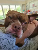 Rebbel, a male Boston Terrier for sale in La Habra, CA – 2 of 8