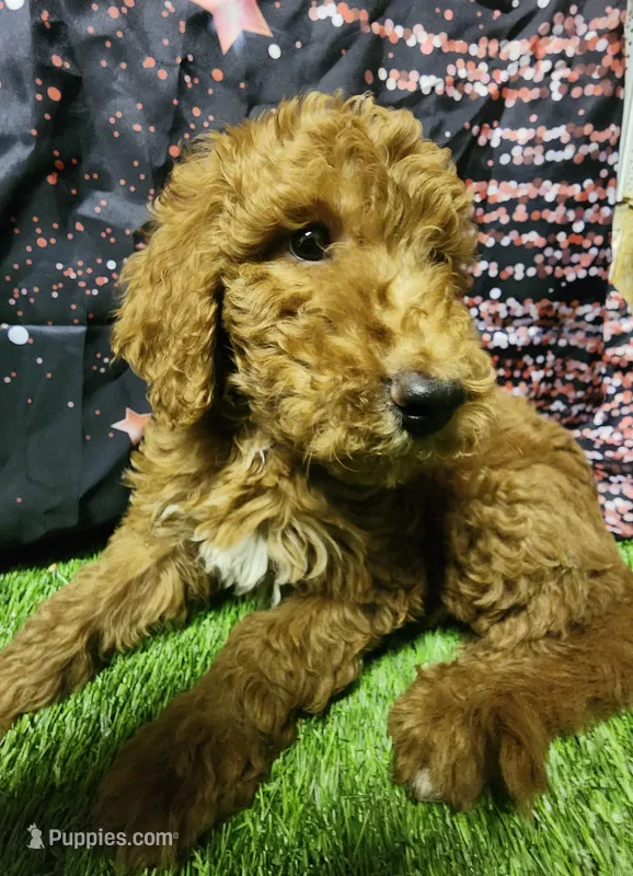 Red – Poodle - Standard  puppy for sale in Beaumont, TX