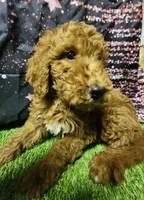 Red, a male Poodle - Standard  for sale in Beaumont, TX – Photo 1 of 3