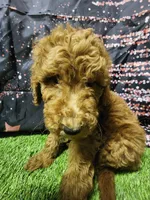 Red, a male Poodle - Standard  for sale in Beaumont, TX – Photo 3 of 3