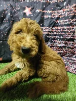 Red, a male Poodle - Standard  for sale in Beaumont, TX – Photo 2 of 3